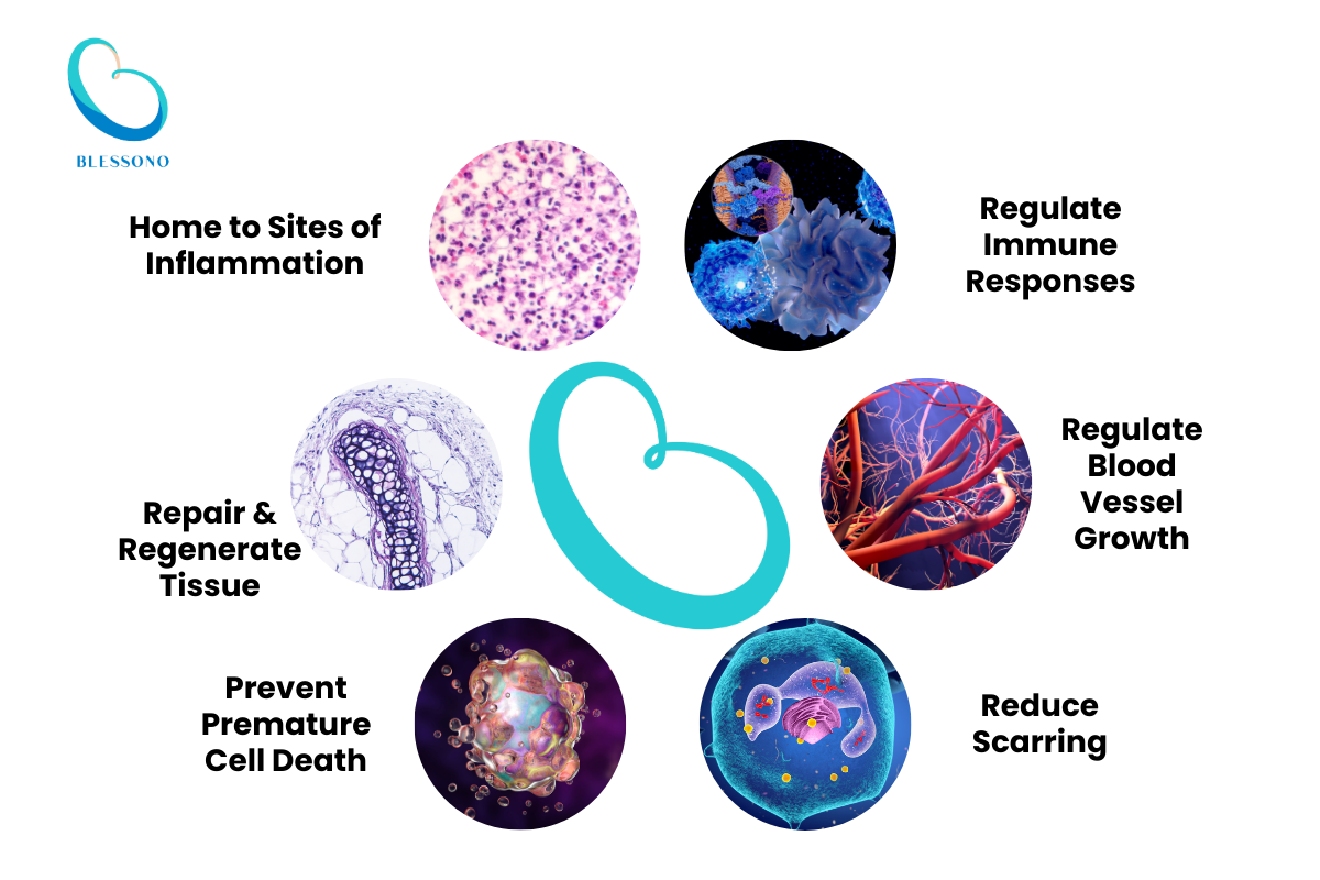 Mesenchymal Stem Cells (MSCs) Benefits