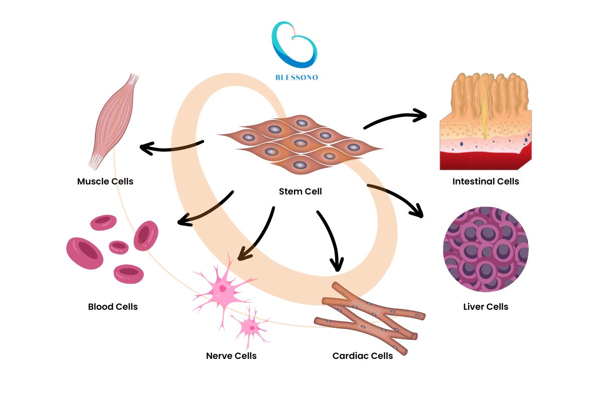 Type of Stem Cell