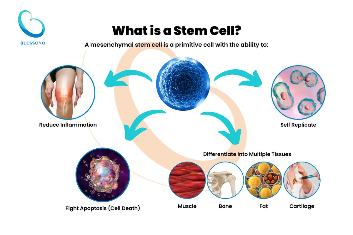 what is a stem cell